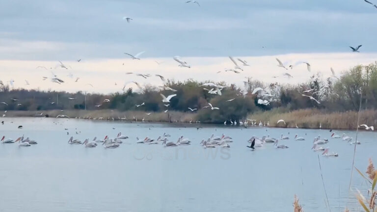 Flamingot dhe pelikanët kthehen në lagunën e Vainit