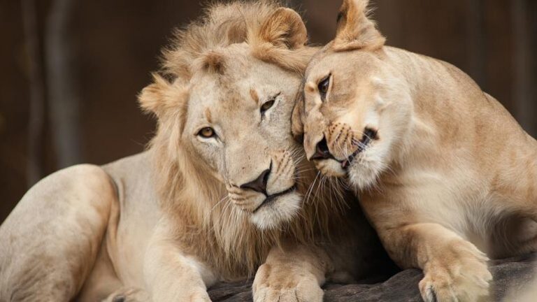 Katër luanë në kopshtin zoologjik të Barcelonës infektohen me Covid-19