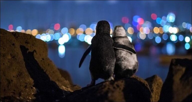 Pinguinët e përqafuar duke ngushëlluar njëri-tjetrin: Fotoja shpallet fituese!