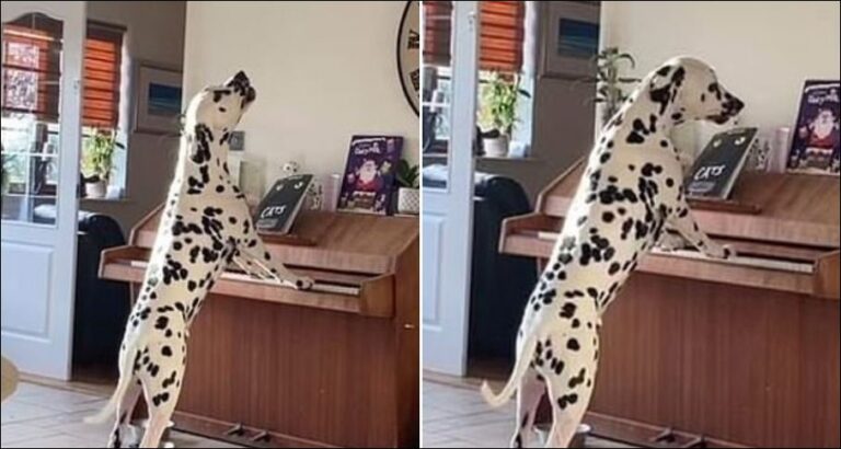 I dashuruar me muzikën, qeni filmohet duke “luajtur” në piano