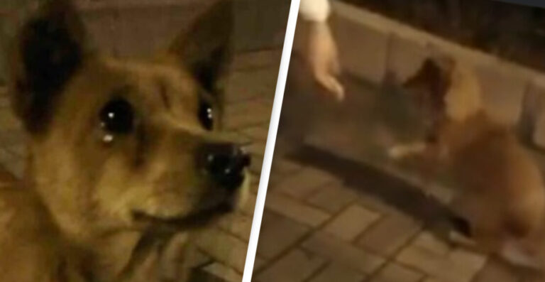 Të përgjërohesh për ushqim! Qeni ”përlotet” kur i japin për të ngrënë (VIDEO)