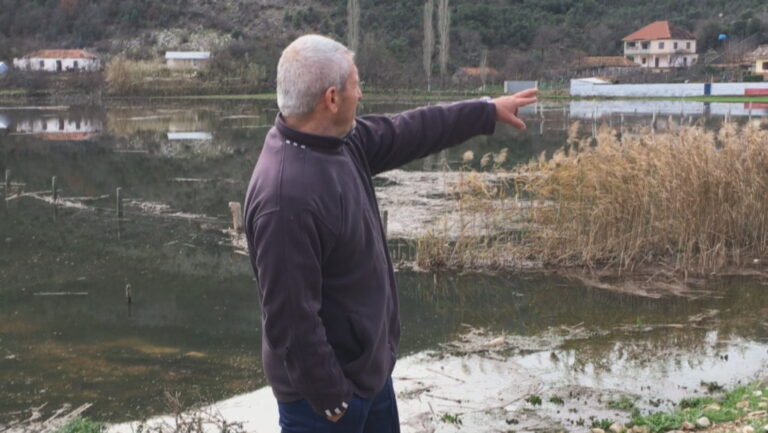 Torovicë, arat me grurë kthehen në “liqen”