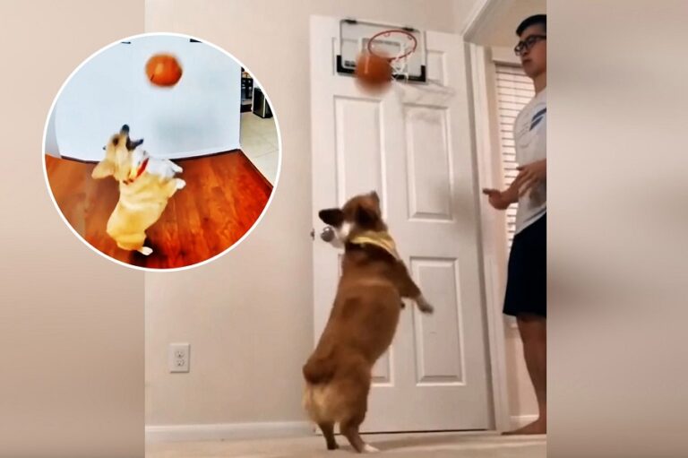 VIDEO/ Michael Jordan i qenve. Nuk është një kosh i lehtë…