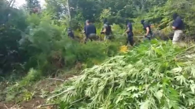 Operacioni antidrogë në Skrapar, zbulohet roli i 4 zyrtarëve të policisë