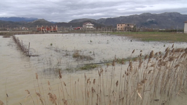 Shkodra 2200 hektarë tokë ende të përmbytura