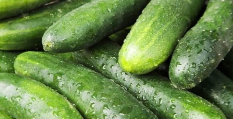 Ekspertët e njohur tregojnë se çfarë shëron lëkura e kastravecit