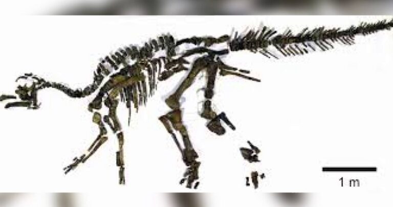 Japoni, zbulohet dinozauri i rrallë