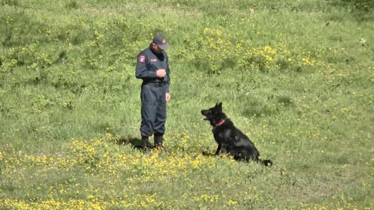 Tenderi për qentë, 33 milionë lekë për agjentët me katër putra