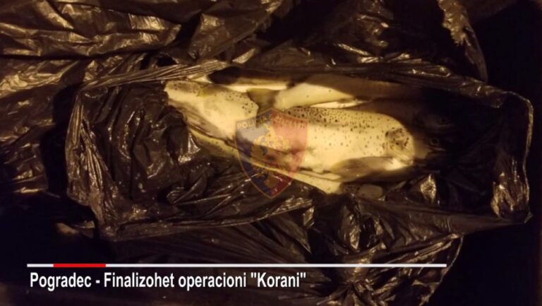 Detyronin peshkatarët të kryenin peshkim të paligjshëm të koranit në Pogradec, arrestohen 3 zyrtarë të Shoqatës së Peshkimit (Video)