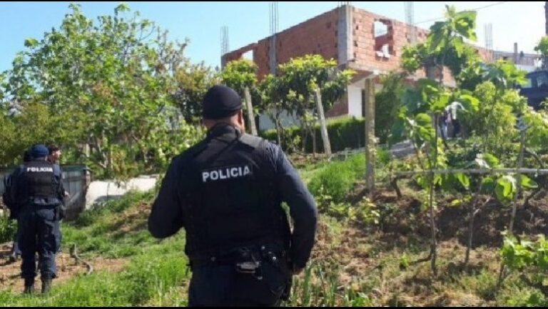 Kultivonte bimë narkotike, policia arreston 32-vjeçarin në Skrapar