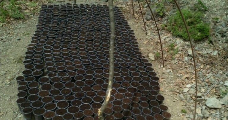 Kishte mbjellë fara kanabisi në 146 gota plastike, arrestohet 32 vjeçari