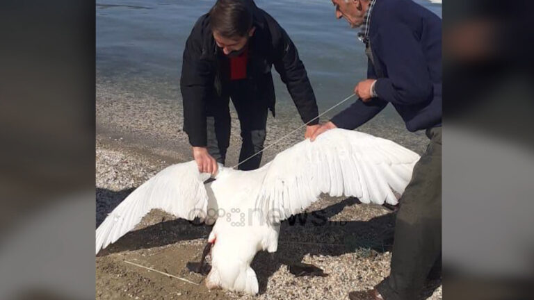 Plagoset me çifte mjelma në Pogradec, shpendi i rrallë dyshohet se u qëllua për tu balsamosur
