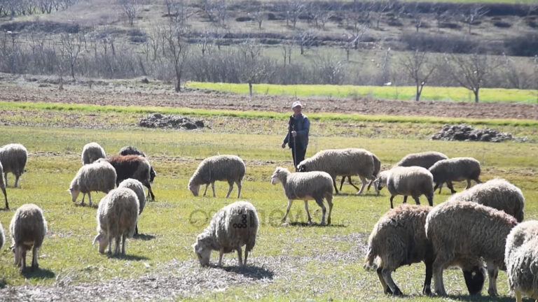Pogradec, fshati pa ujë prej tre dekadash: U lodhëm me të tëra qeveritë