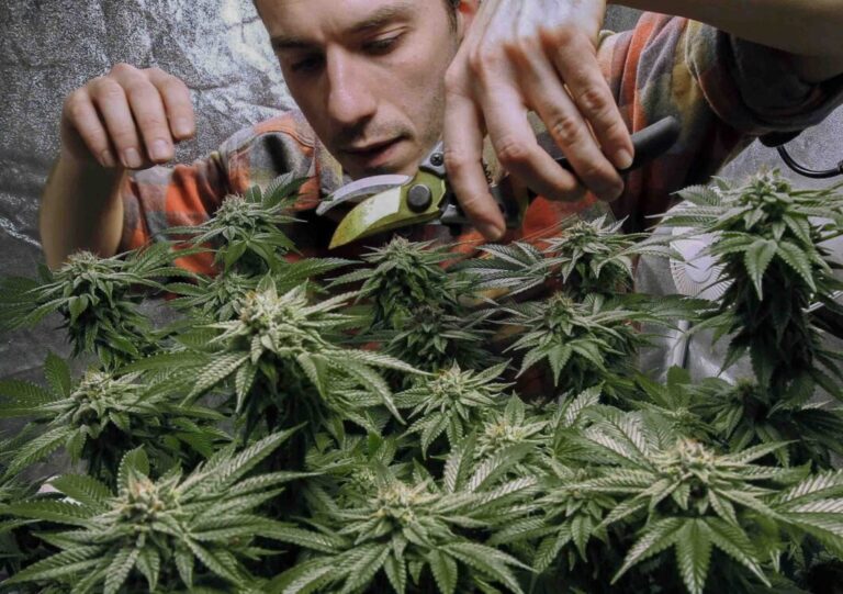 Në New York legalizohet zyrtarisht marijuanën