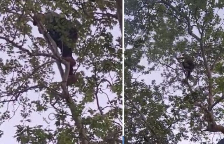 “Parti Enver, jemi gati kurdoherë”/Burri ngjitet mbi pemë: Do vdes për partinë