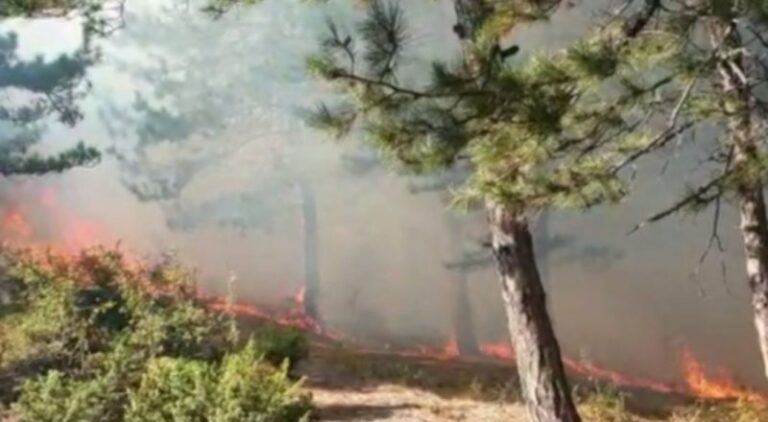 Mali i Thatë në Pogradec përfshihet nga flakët, dhjetëra forca zjarrfikëse nisen drejt vendngjarjes