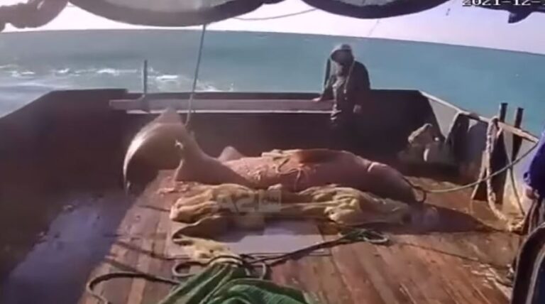 Kapet në Durrës një peshkaqen dem