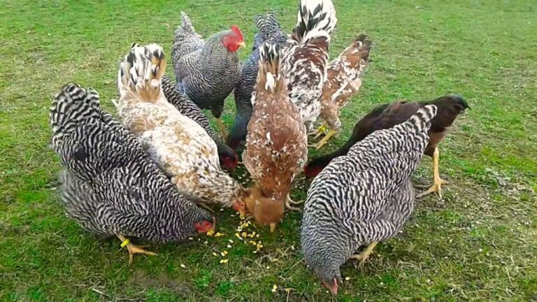 Vodhën një pulë në Prizren, dënohen me 750 euro tre të akuzuarit