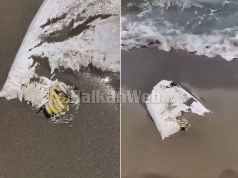 Gjenden pula të ngordhura në bregdetin e Shëngjinit