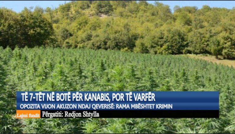 Kronikë/ Të 7-tët në botë për kanabis, por të varfër