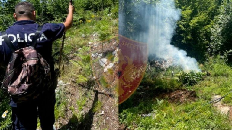 Zbulohen 2 parcela me kanabis në Shkodër, 2 kultivuesit largohen në pyje