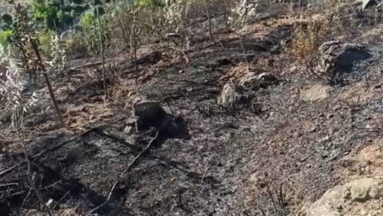 Masakër nga zjarret në Lezhë, djegin me qindra rrënjë ullinj e vreshtari (VIDEO)