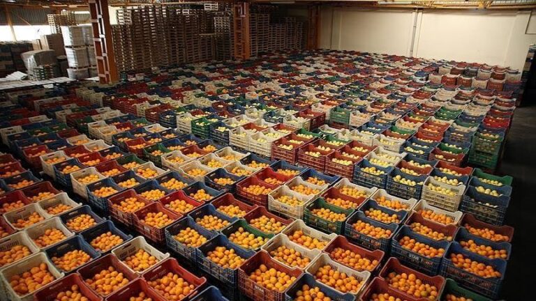 Lufta nuk i ndal eksportet shqiptare drejt Ukrainës, u  rrit me 35%, kryesojnë frutat