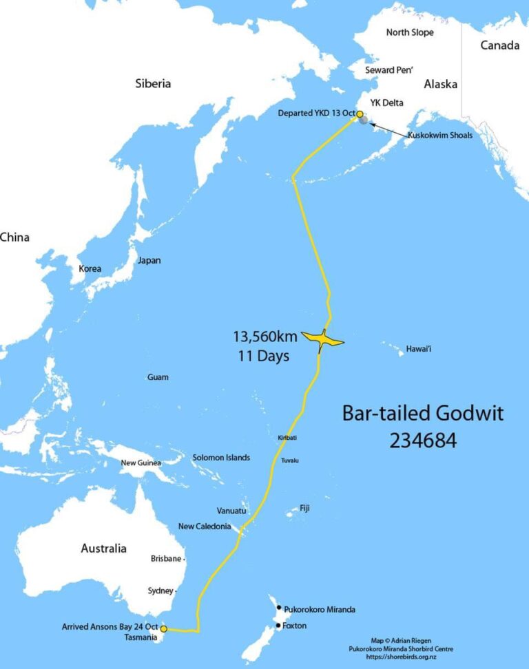 Blendi Fevziu poston itinerarin e një zogu fluturues nga Alaska në jug të Australisë për 11 ditë