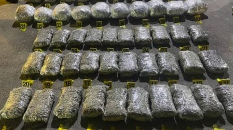 Policia sekuestron mbi 100 kg marijuanë në Kosovë