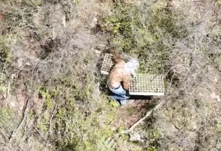 Kontrollet me dron në Krujë, kapen dy persona duke mbjellë kanabis