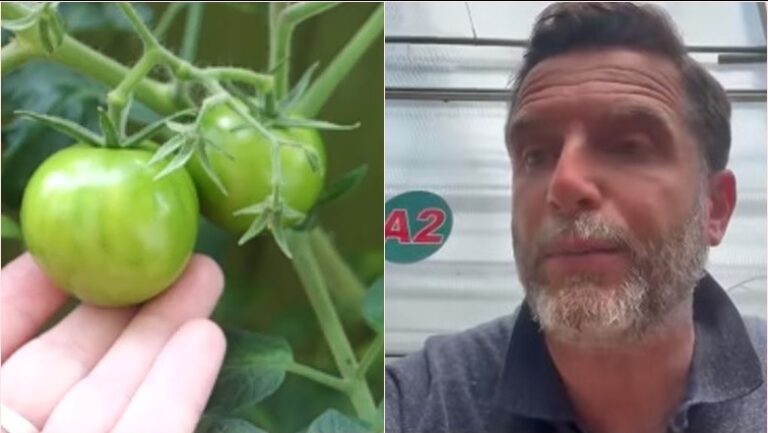 Denoncimi i fortë nga Braçe: Prodhuesit e domateve pjekin perimet me preparate. Po dëmtojnë bujqit e ndershëm!