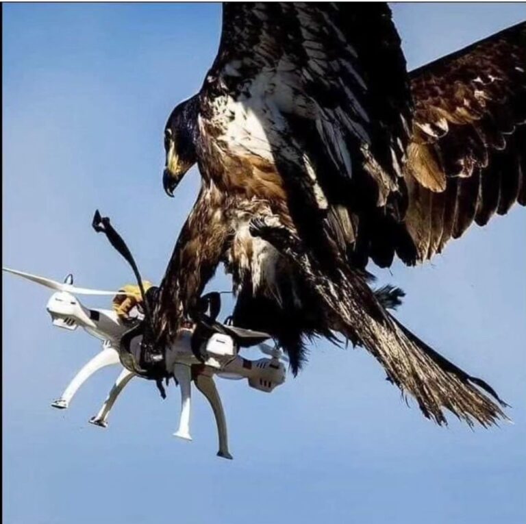 Shqiponjat e stërvitura, për të mbrojtur zonat e kufizuara nga dronët e paautorizuar
