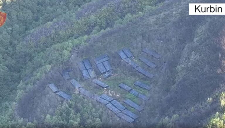 VIDEO/ Në Kurbin ka 31 sera me kanabis, zbulimi në mal