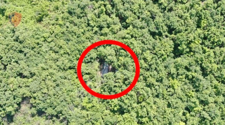 Dronët zbulojnë serën me kanabis në mes të pyllit në Lezhë, dy të arrestuar (VIDEO)