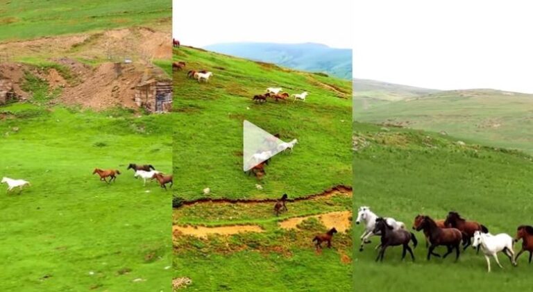 Rama ndan videon në Facebook, kuajt e egër vrapojnë të lirë në Shtegun e Ngjyrave në Kukës