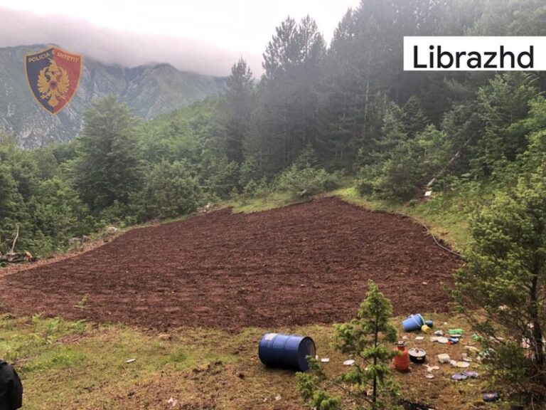 Mbushën Librazhdin me kanabis, shpallen në kërkim kultivuesit