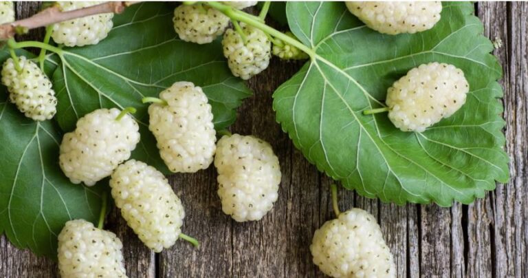 Vlerat e shumta të manave, frutit ideal të pranverës
