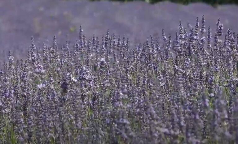 VIDEO/ Rama: 150 hektarë parcela të mbjella me lavandër në Kushovë të Gramshit