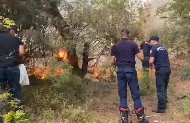 Fier, zjarri shkrumbon rreth 15 hektarë me pisha dhe dushqe