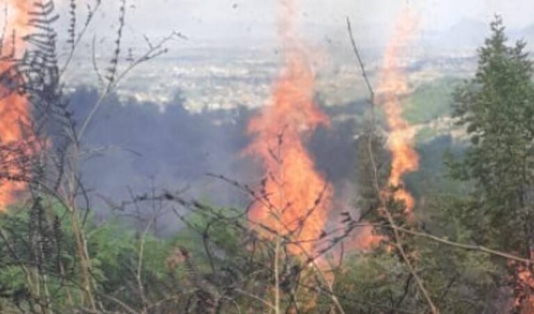 Liçi hodhi një cigare të ndezur, dogji 15 hektarë sipërfaqe pylli. Arrestohet zjarrvënësi në Belsh