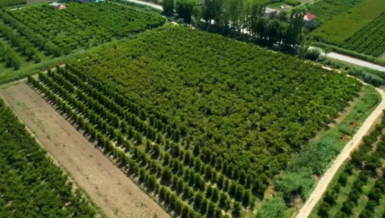 VIDEO/ Rama tregon pemët me nektarinë në fushat e Gjocajt në Peqin