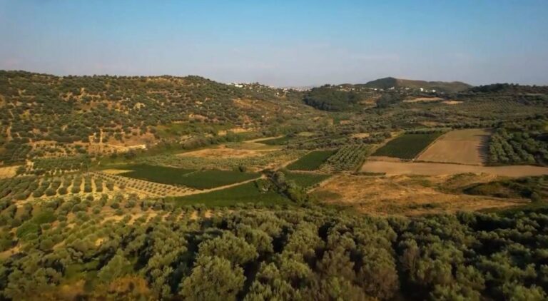 VIDEO/ Rama tregon kodrat e magjishme me ullinj në Trevllazër të Vlorës