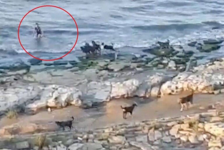 VIDEO/ Tufa e qenëve ndjek djalin e vogël, por veprimi i zgjuar që i shpëtoi jetën