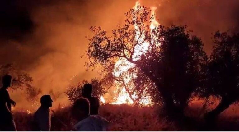 Shuhet zjarri në Zhamë të Lushnjes, flakët shkrumbuan sipërfaqe me ullishte