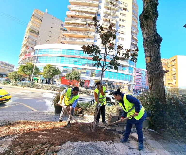 Foto/ Pemë të reja në çdo cep të Tiranës