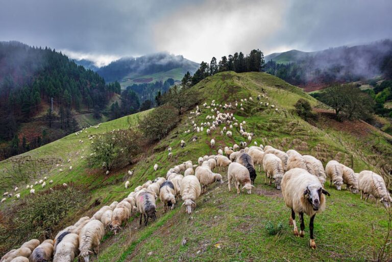 “Transumanca” në UNESCO, ministrja Margariti tregon se çfarë përfitojmë