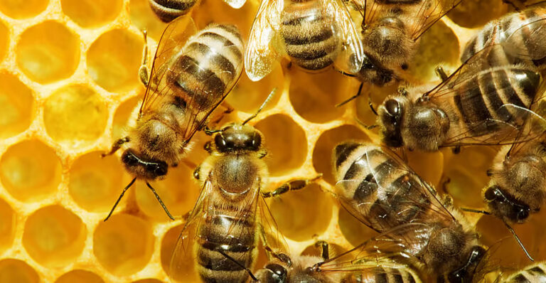 Bleta, mrekullia mijëravjeçare e natyrës, kjo ruajtëse e ekosistemeve dhe biodiversitetit