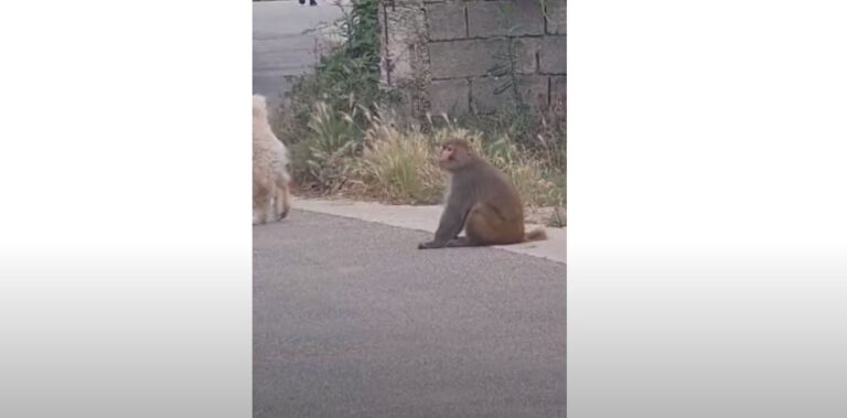 E pazakontë, majmuni lëviz rrugëve të Tiranës