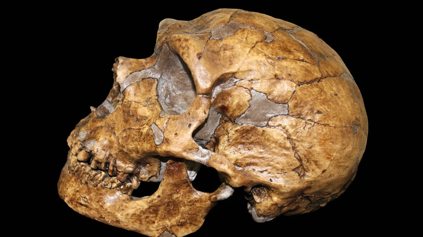This 50,000 year old Neanderthal skull was reconstructed from archaeological sites including La Ferrassie, La Chapelle-aux-Saints, Saccopastore 1, Shanidar 5 and Spy 1. (Image credit: Sabena Jane Blackbird / Alamy Stock Photo)