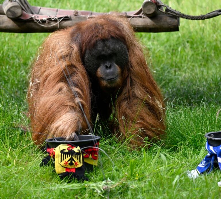 Sonte nis ”Euro 2024”, orangutangu orakull parashikon ndeshjen e parë të kampionatit